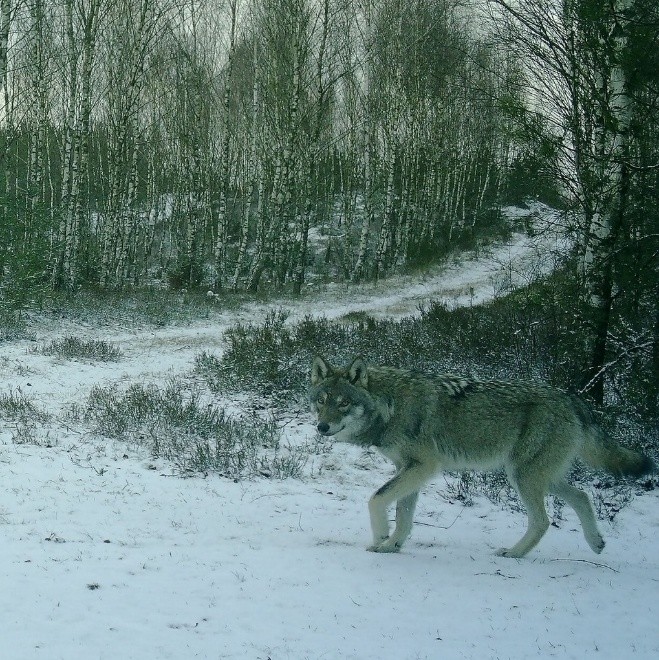 Monitoring wilka szarego w Tucholskim Parku Krajobrazowym. Podsumowanie lat 2022–2025