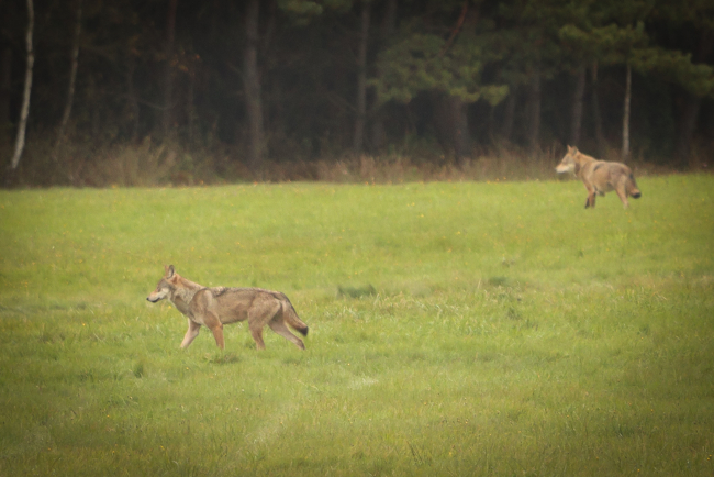 Wilki w obiektywie fotoreportera. Zdjęcia z Klaskawy w gminie Czersk 