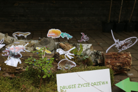 Zdjęcie 15