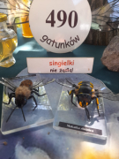 Zdjęcie 40