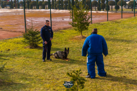 Zdjęcie 82
